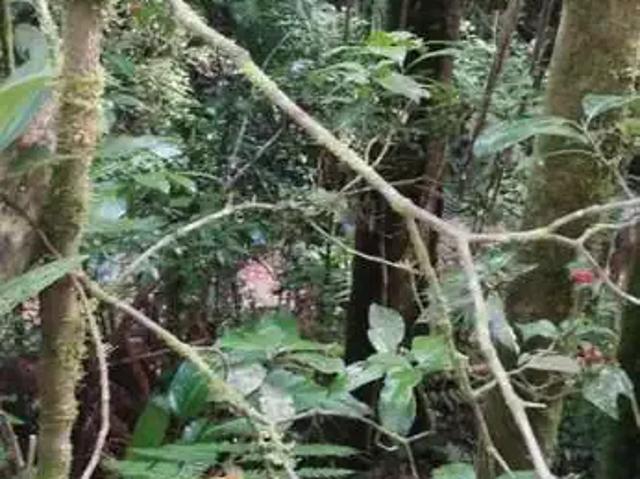 Sítio e chácara venda em Região Geográfica Imediata de Blumenau, Gaspar