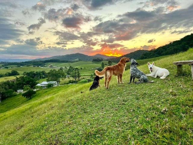 Sítio e chácara venda em Região Geográfica Imediata de Blumenau, Gaspar