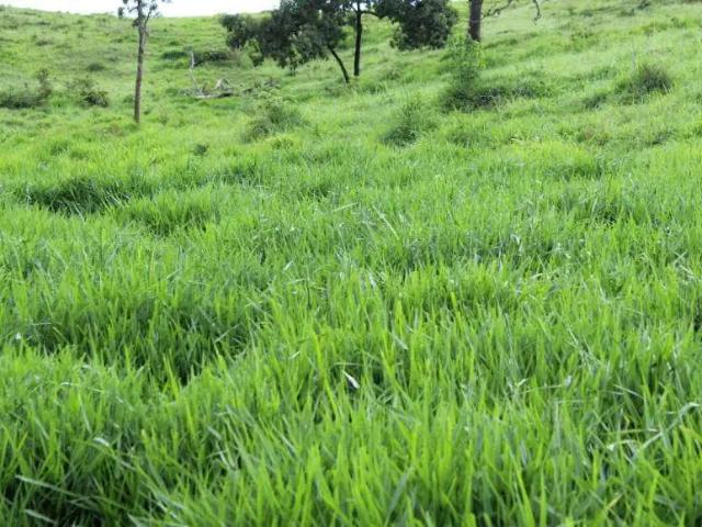 Sítio e chácara venda em Região Geográfica Imediata de Goiânia, Aparecida de Goiânia