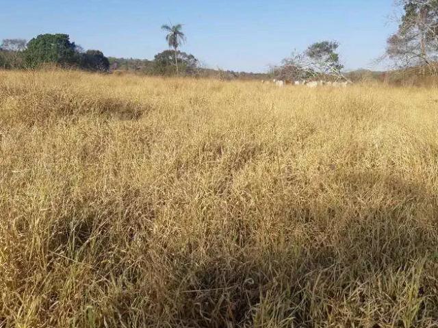 Sítio e chácara venda em Região Geográfica Imediata de Goiânia, Aparecida de Goiânia