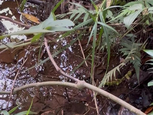 Sítio e chácara venda em Região Geográfica Imediata de Goiânia, Goiânia