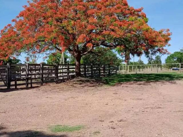 Sítio e chácara venda em Região Geográfica Imediata de Goiânia, Goiânia