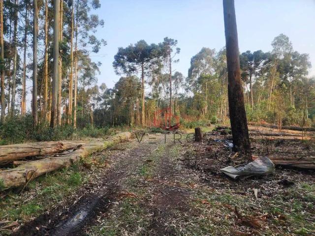 Sítio e chácara venda em Região Geográfica Imediata de Caxias do Sul, Gramado