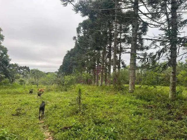 Sítio e chácara venda em Região Geográfica Imediata de Porto Alegre, Região Metropolitana de Porto Alegre