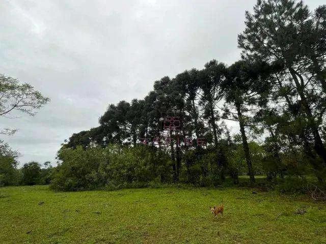 Sítio e chácara venda em Gravataí