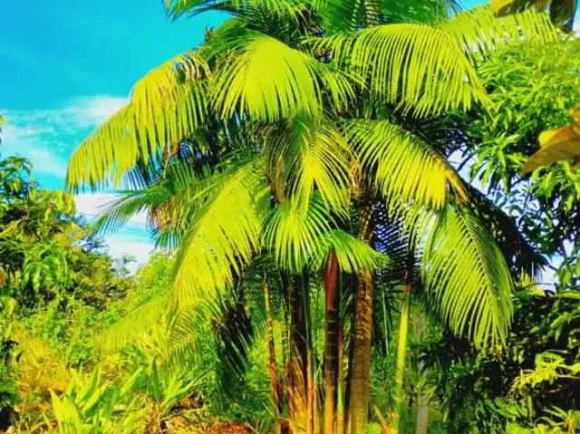 Sítio e chácara venda em Região Geográfica Imediata de Paranavaí, Guairaçá