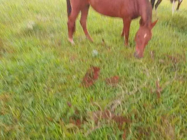 Sítio e chácara venda em Região Imediata de Itapeva, Guapiara