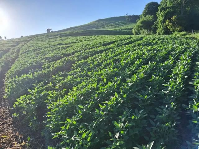 Sítio e chácara venda em Região Geográfica Imediata de Cascavel, Guaraniaçu
