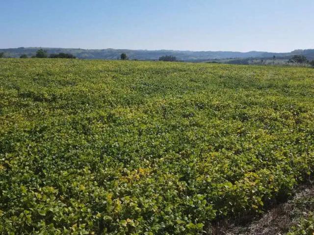 Sítio e chácara venda em Região Geográfica Imediata de Cascavel, Guaraniaçu