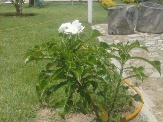 Sítio e chácara venda em Guarapari