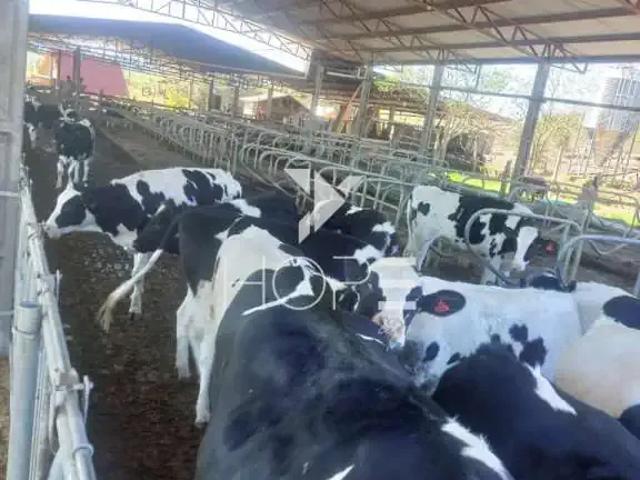 Sítio e chácara venda em Região Geográfica Imediata de Guarapuava, Guarapuava