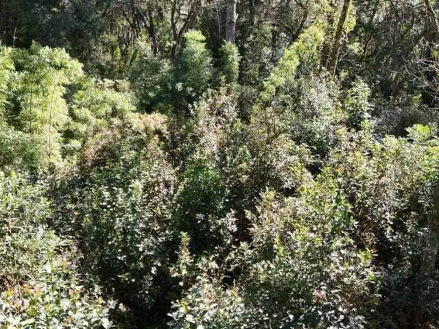 Sítio e chácara venda em Região Geográfica Imediata de Guarapuava, Guarapuava