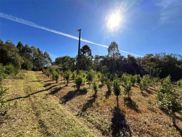 Sítio e chácara venda em Região Geográfica Imediata de Guarapuava, Guarapuava