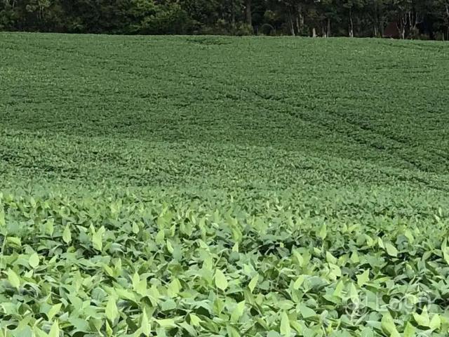 Sítio e chácara venda em Região Geográfica Imediata de Guarapuava, Guarapuava