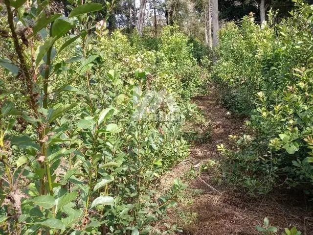 Sítio e chácara venda em Palmeirinha, Guarapuava