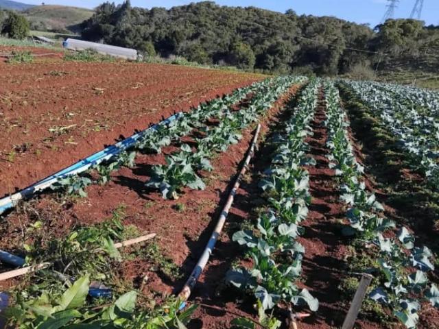 Sítio e chácara venda em Guarapuava, Região Geográfica Intermediária de Guarapuava