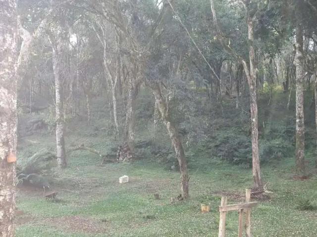 Sítio e chácara venda em Região Geográfica Imediata de Guarapuava, Guarapuava