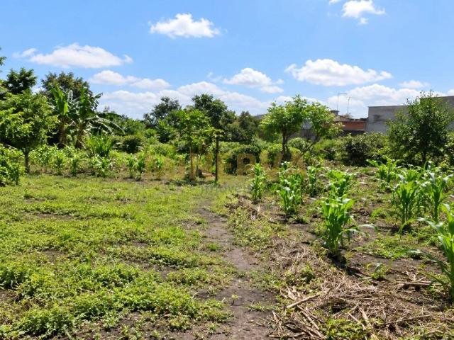 Sítio e chácara venda em Vila Maria Dirce, Guarulhos