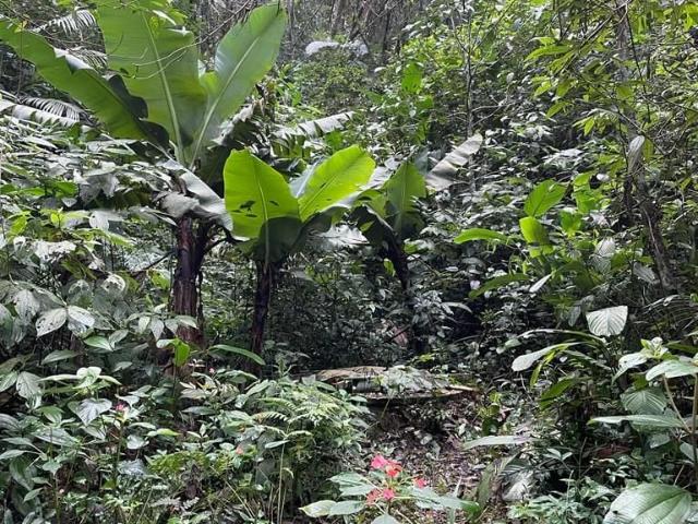 Sítio e chácara venda em Parque Santos Dumont, Guarulhos