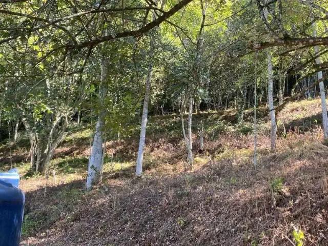 Sítio e chácara venda em Região Geográfica Imediata de Chapecó, Chapecó