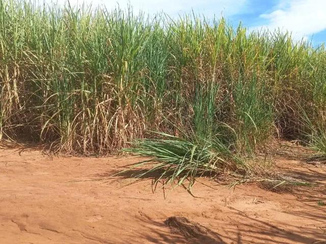 Sítio e chácara venda em Região Geográfica Imediata de Ituiutaba, Gurinhatã
