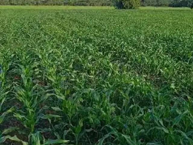 Sítio e chácara venda em Região Geográfica Imediata de Gurupi, Gurupi