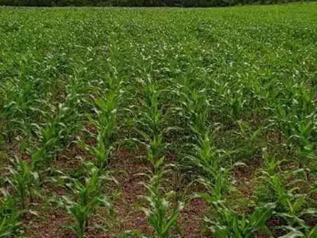 Sítio e chácara venda em Região Geográfica Imediata de Gurupi, Gurupi