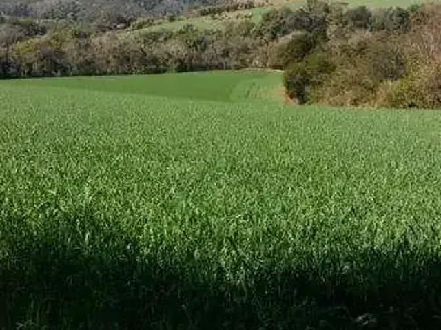 Sítio e chácara venda em Região Geográfica Imediata de Londrina, Ibiporã