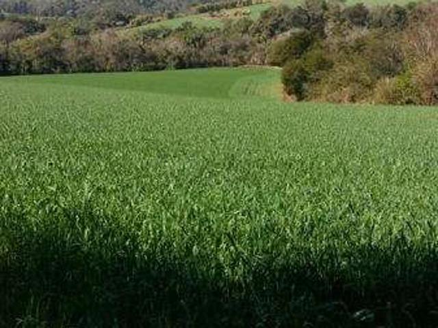 Sítio e chácara venda em Região Geográfica Imediata de Londrina, Ibiporã