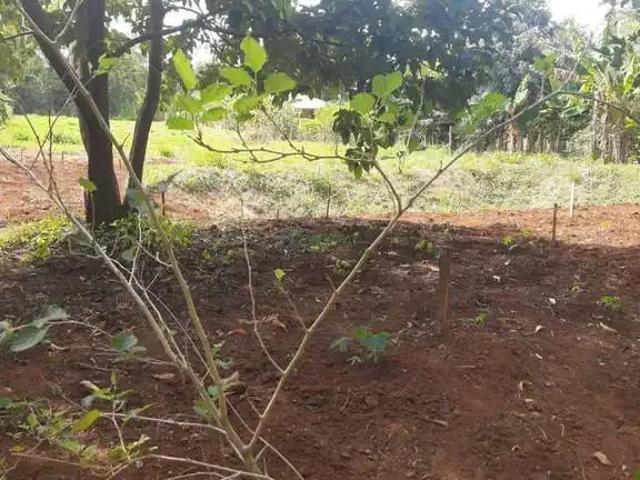 Sítio e chácara venda em Região Geográfica Imediata de Londrina, Ibiporã