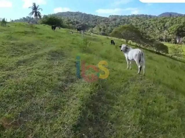 Sítio e chácara venda em Ibirataia, Região Nordeste