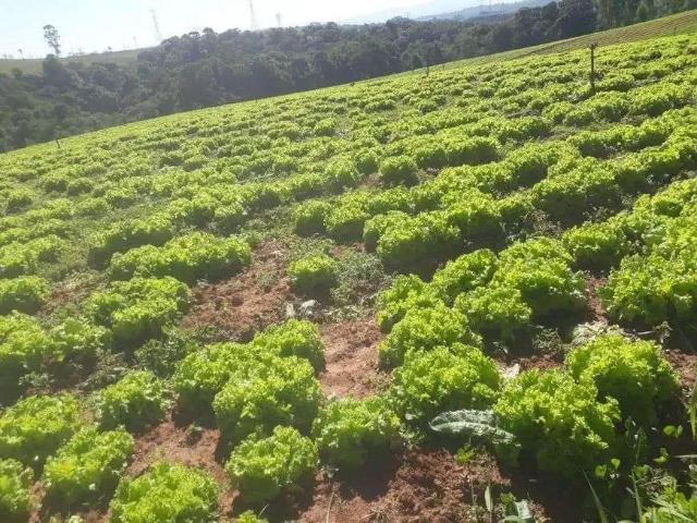 Sítio e chácara venda em Região Imediata de Sorocaba, Região Metropolitana de Sorocaba