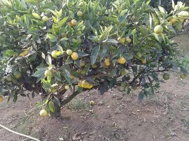 Sítio e chácara venda em Região Imediata de Sorocaba, Região Metropolitana de Sorocaba