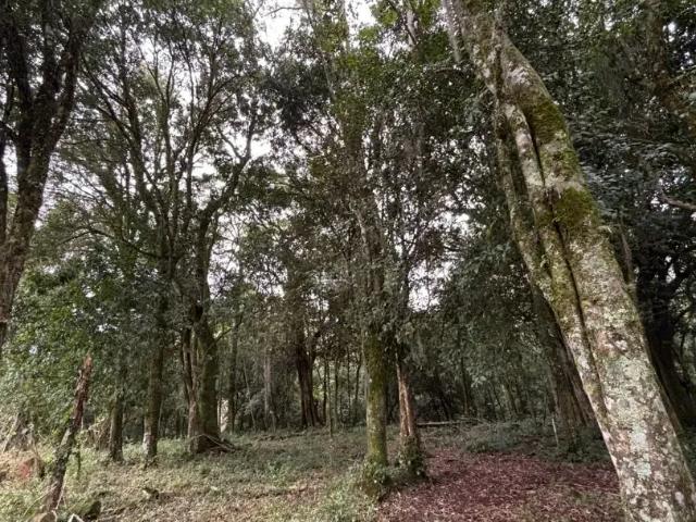 Sítio e chácara venda em Região Geográfica Imediata de Taquara - Parobé - Igrejinha, Região Metropolitana de Porto Alegre