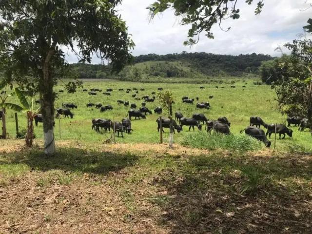 Sítio e chácara venda em Região Imediata de Registro, Iguape