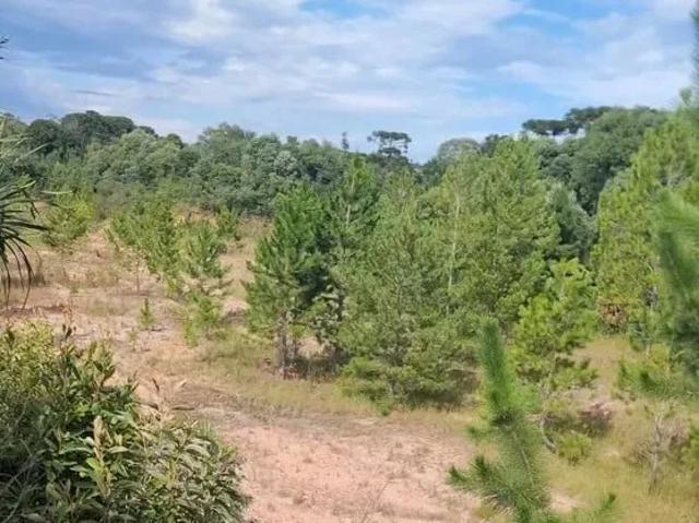 Sítio e chácara venda em Imbituva, Região Geográfica Intermediária de Ponta Grossa