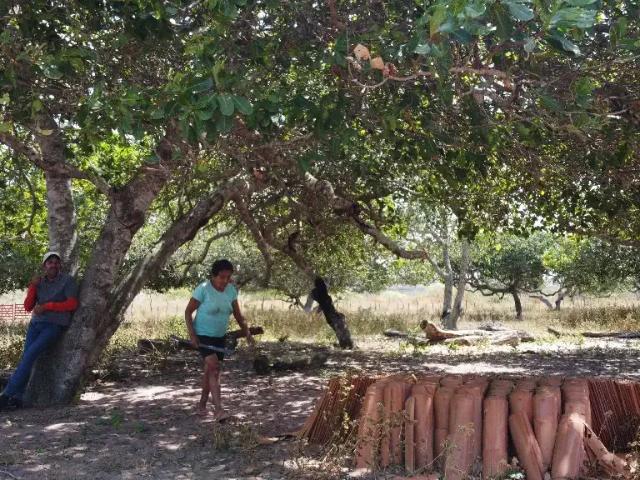 Sítio e chácara venda em Inajá, Região Nordeste