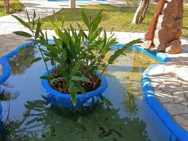 Sítio e chácara venda em Região Imediata de Campinas, Região Metropolitana de Campinas