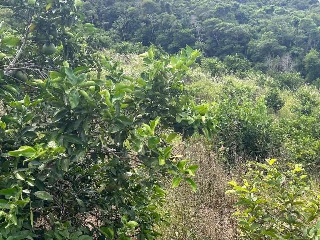 Sítio e chácara venda em Região Geográfica Imediata do Rio de Janeiro, Região Metropolitana do Rio de Janeiro