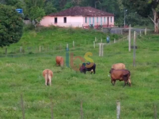 Sítio e chácara venda em Região Geográfica Imediata de Ilhéus – Itabuna, Itajuípe