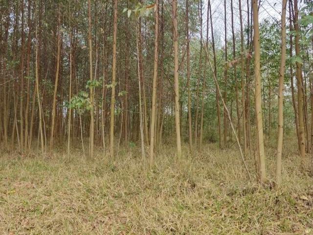 Sítio e chácara venda em Região Imediata de Itapetininga, Região Metropolitana de Sorocaba