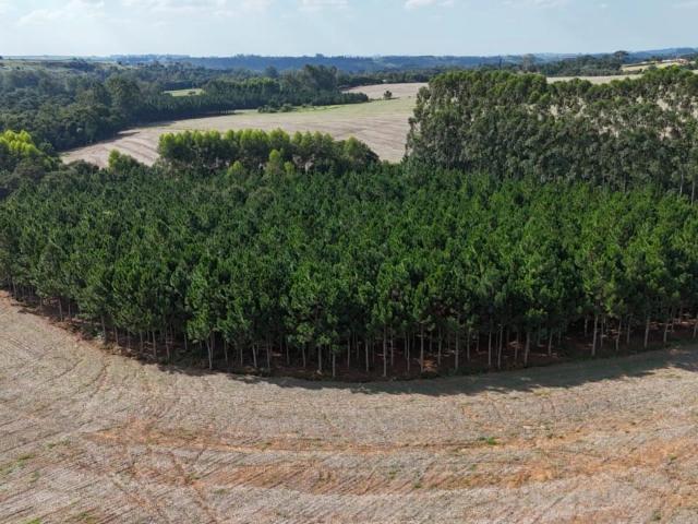 Sítio e chácara venda em Itapetininga, Região Geográfica Intermediária de Sorocaba