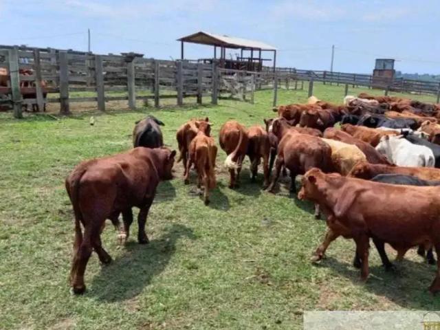Sítio e chácara venda em Região Imediata de Itapetininga, Região Metropolitana de Sorocaba