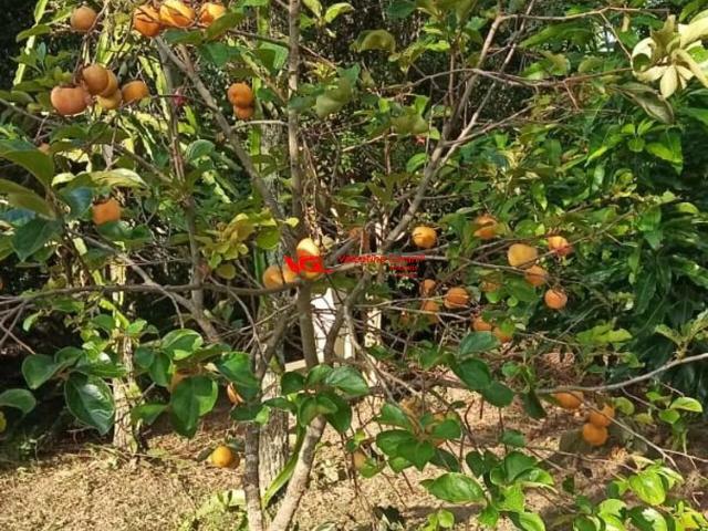 Sítio e chácara venda em Eldorado, Itu