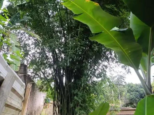 Sítio e chácara venda em Salto