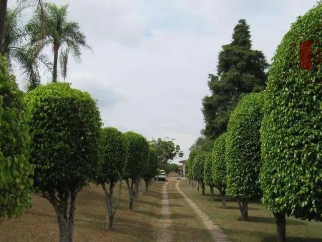 Sítio e chácara venda em Região Imediata de São José do Rio Preto, Região Metropolitana de São José do Rio Preto