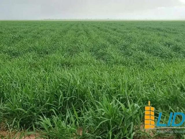 Sítio e chácara venda em Jaborandi, Região Nordeste