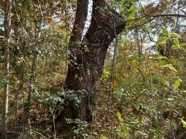 Sítio e chácara venda em Jaborandi, Região Nordeste