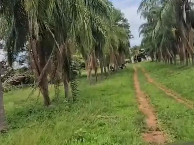 Sítio e chácara venda em Região Imediata de São José do Rio Preto, Região Metropolitana de São José do Rio Preto