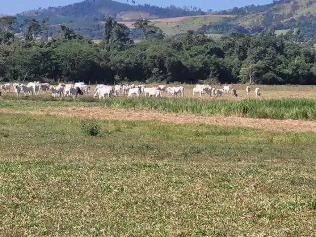 Sítio e chácara venda em Jacutinga, Região Geográfica Intermediária de Pouso Alegre